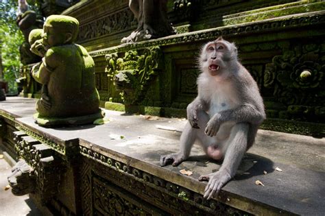 monkey sex|Some Monkeys Use Stone Tools for Pleasure, Study Suggests.